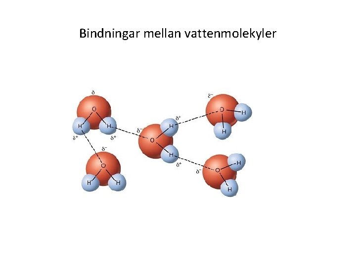 Bindningar mellan vattenmolekyler 