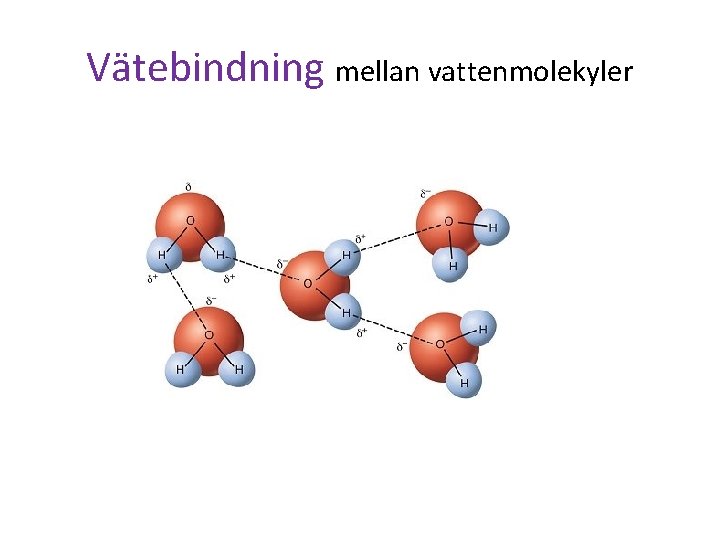 Vätebindning mellan vattenmolekyler 