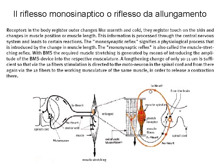 Il riflesso monosinaptico o riflesso da allungamento 