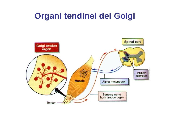 Organi tendinei del Golgi 