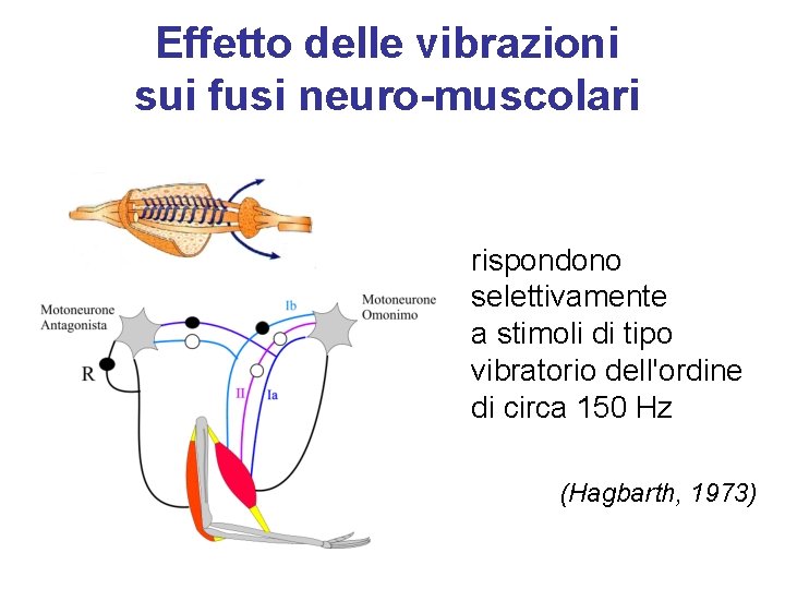 Effetto delle vibrazioni sui fusi neuro-muscolari rispondono selettivamente a stimoli di tipo vibratorio dell'ordine