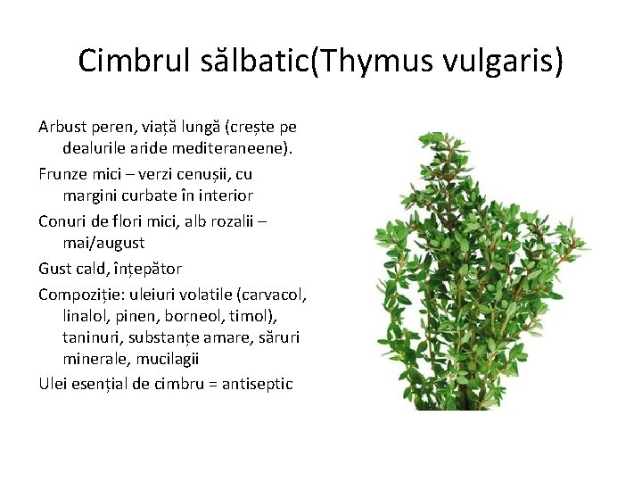 Cimbrul sălbatic(Thymus vulgaris) Arbust peren, viață lungă (crește pe dealurile aride mediteraneene). Frunze mici