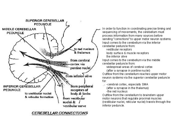 In order to function in coordinating precise timing and sequencing of movements, the cerebellum