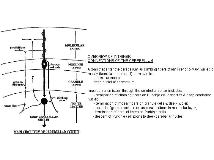 OVERVIEW OF INTRINSIC CONNECTIONS OF THE CEREBELLUM Axons that enter the cerebellum as climbing