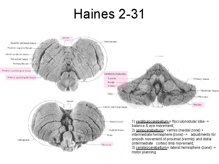 Haines 2 -31 1) vestibulocerebellum = flocculonodular lobe -> balance & eye movement; 2)