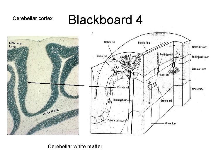 Blackboard 4 Cerebellar cortex Molecular Layer Granular layer ter at te M Whi Cerebellar