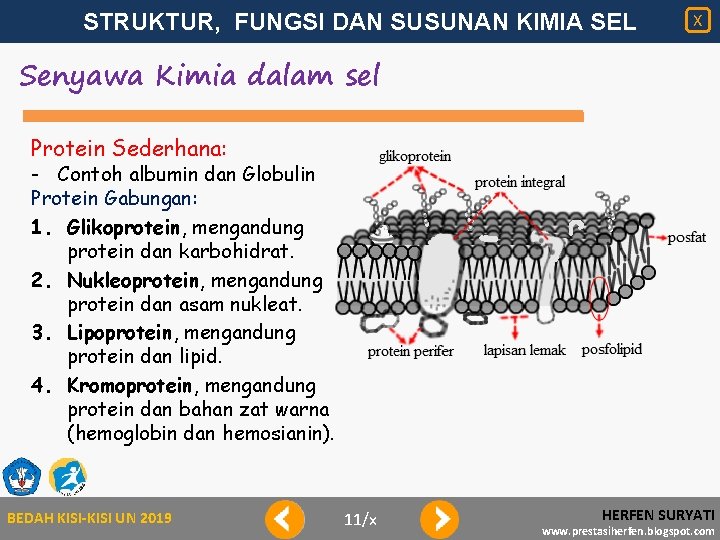 STRUKTUR, FUNGSI DAN SUSUNAN KIMIA SEL X Senyawa Kimia dalam sel Protein Sederhana: -