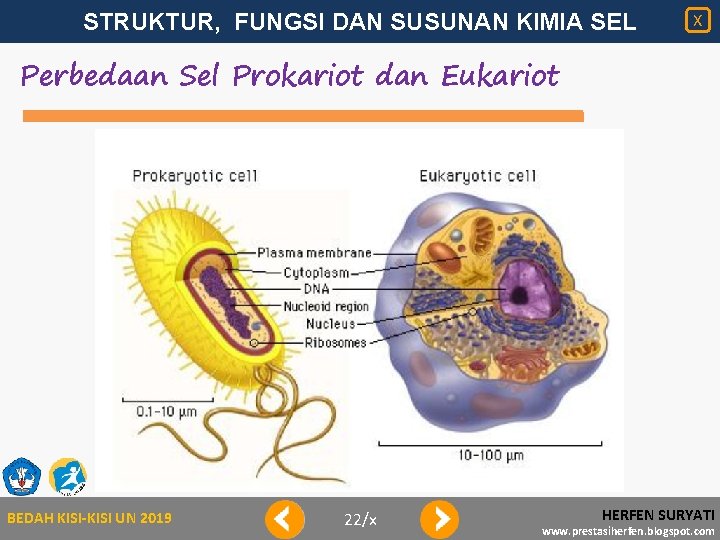 STRUKTUR, FUNGSI DAN SUSUNAN KIMIA SEL X Perbedaan Sel Prokariot dan Eukariot BEDAH KISI-KISI