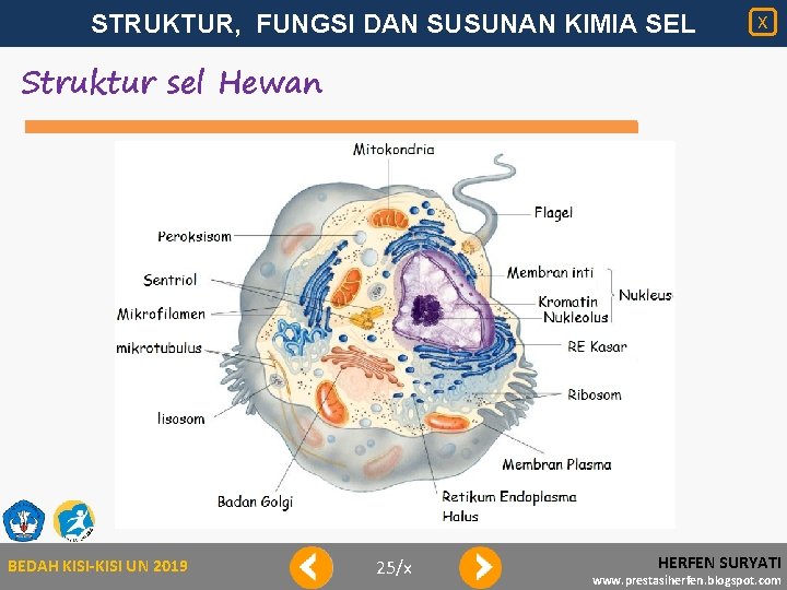 STRUKTUR, FUNGSI DAN SUSUNAN KIMIA SEL X Struktur sel Hewan BEDAH KISI-KISI UN 2019