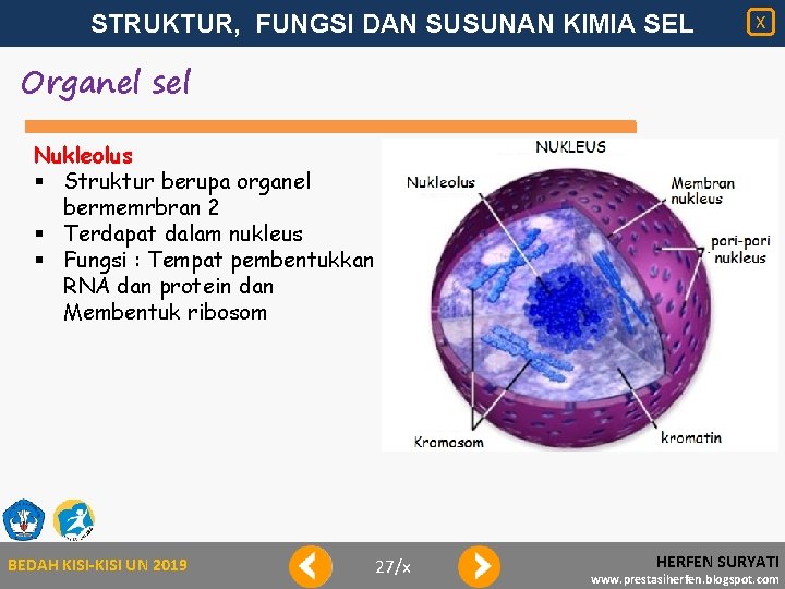 STRUKTUR, FUNGSI DAN SUSUNAN KIMIA SEL X Organel sel Nukleolus § Struktur berupa organel