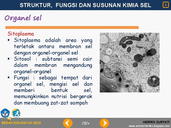 STRUKTUR, FUNGSI DAN SUSUNAN KIMIA SEL X Organel sel Sitoplasma § Sitoplasma adalah area