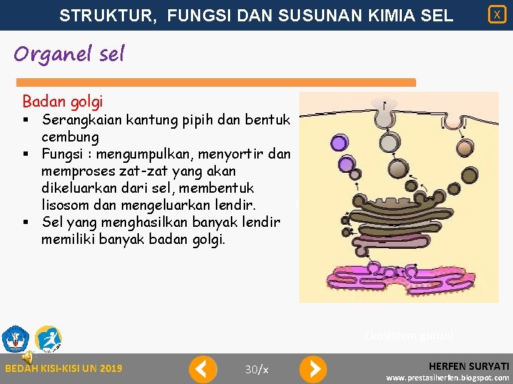 STRUKTUR, FUNGSI DAN SUSUNAN KIMIA SEL X Organel sel Badan golgi § Serangkaian kantung