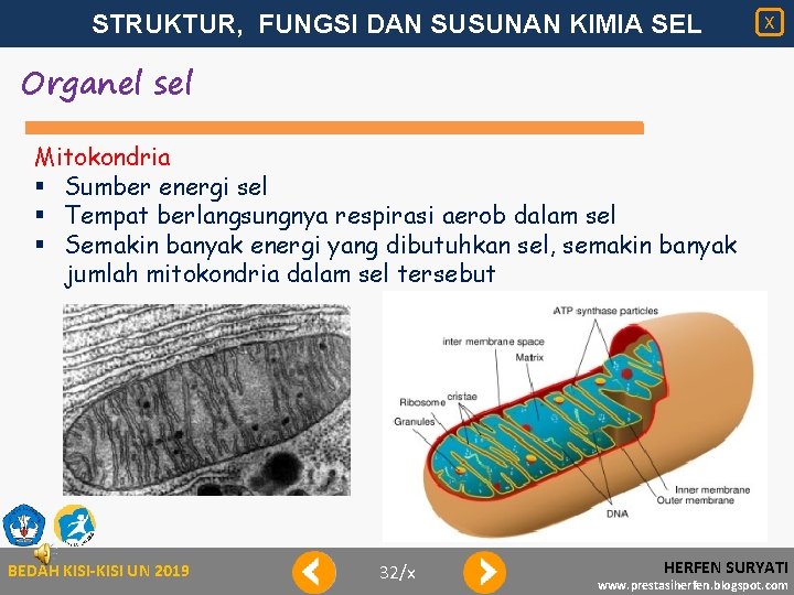 STRUKTUR, FUNGSI DAN SUSUNAN KIMIA SEL X Organel sel Mitokondria § Sumber energi sel