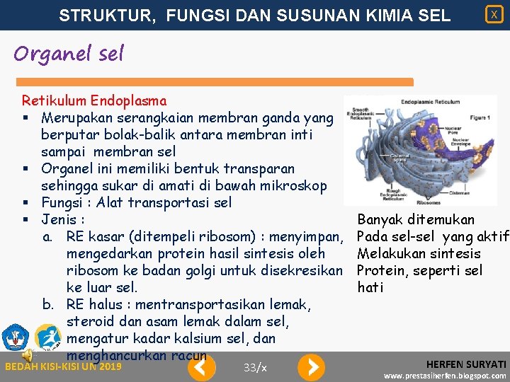 STRUKTUR, FUNGSI DAN SUSUNAN KIMIA SEL X Organel sel Retikulum Endoplasma § Merupakan serangkaian