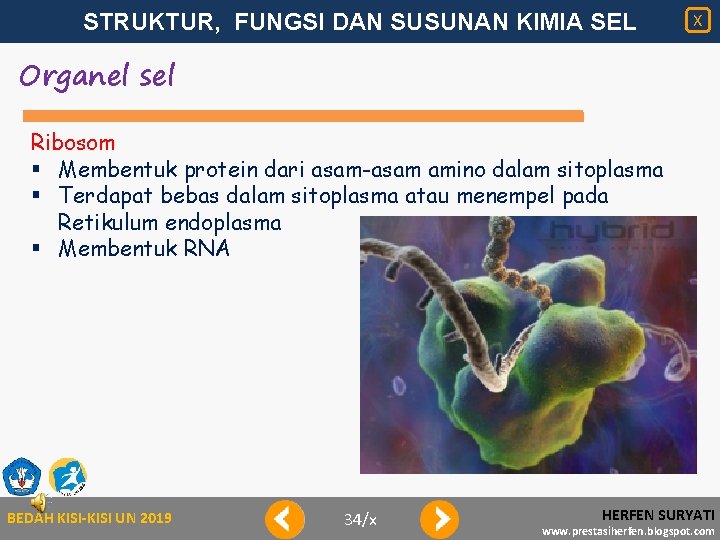 STRUKTUR, FUNGSI DAN SUSUNAN KIMIA SEL X Organel sel Ribosom § Membentuk protein dari