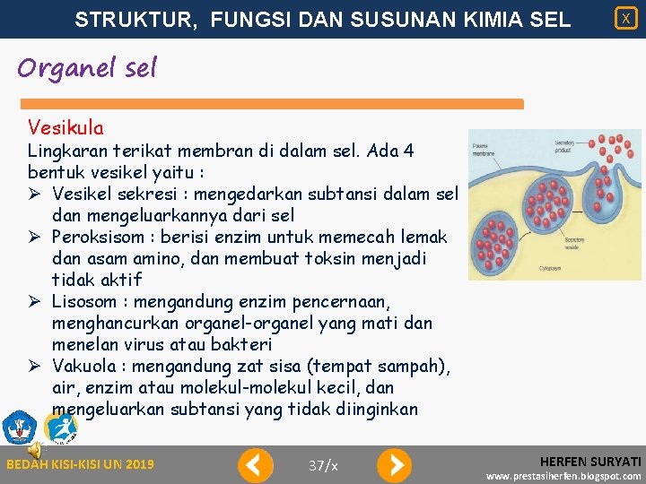 STRUKTUR, FUNGSI DAN SUSUNAN KIMIA SEL X Organel sel Vesikula Lingkaran terikat membran di