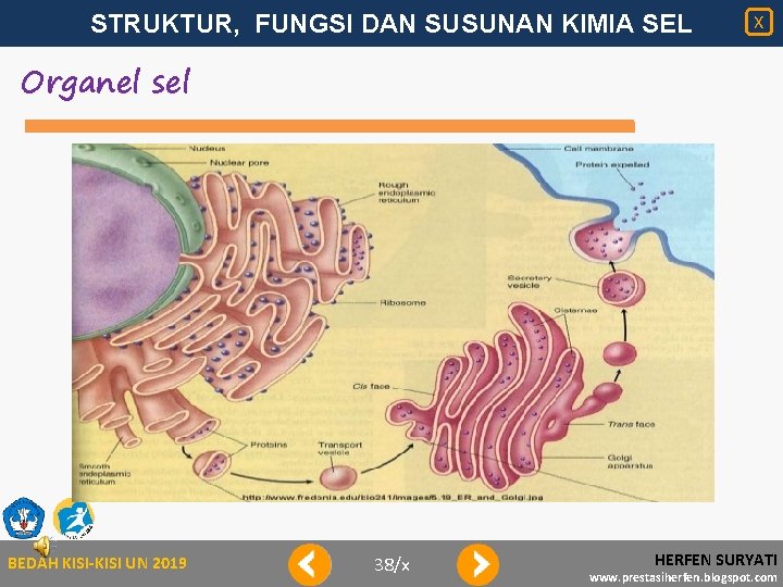 STRUKTUR, FUNGSI DAN SUSUNAN KIMIA SEL X Organel sel BEDAH KISI-KISI UN 2019 38/x