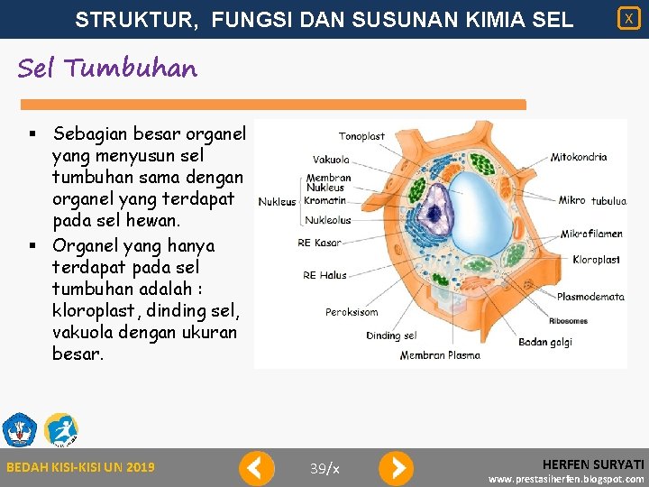 STRUKTUR, FUNGSI DAN SUSUNAN KIMIA SEL X Sel Tumbuhan § Sebagian besar organel yang