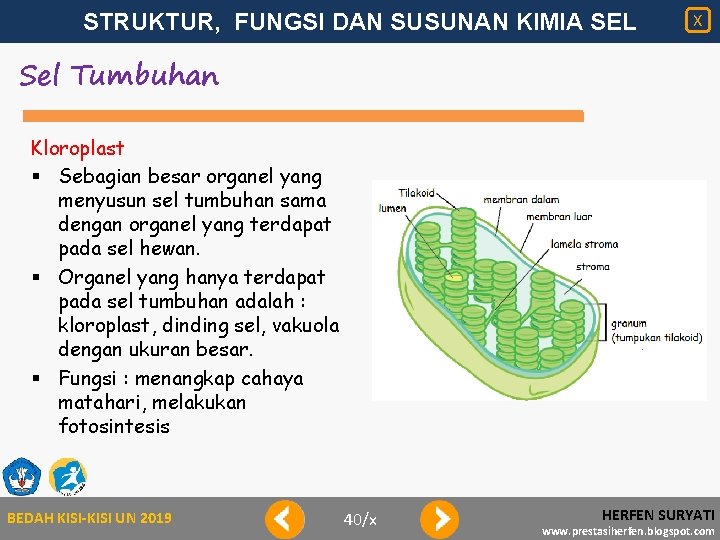 STRUKTUR, FUNGSI DAN SUSUNAN KIMIA SEL X Sel Tumbuhan Kloroplast § Sebagian besar organel