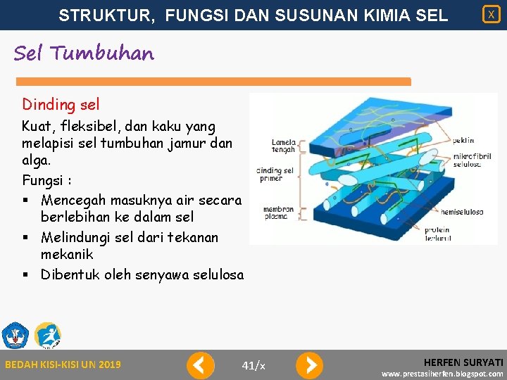 STRUKTUR, FUNGSI DAN SUSUNAN KIMIA SEL X Sel Tumbuhan Dinding sel Kuat, fleksibel, dan