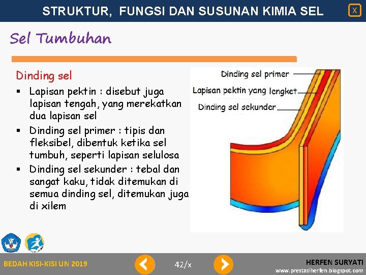 STRUKTUR, FUNGSI DAN SUSUNAN KIMIA SEL X Sel Tumbuhan Dinding sel § Lapisan pektin