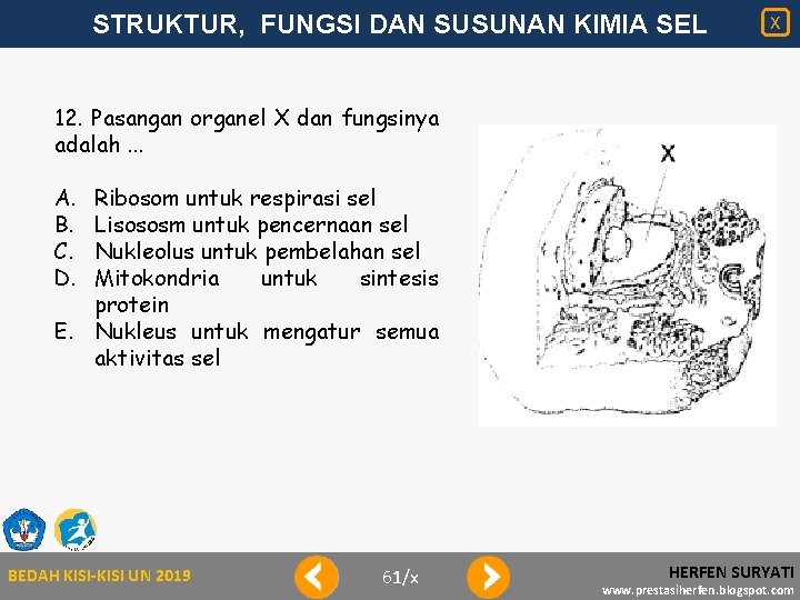 STRUKTUR, FUNGSI DAN SUSUNAN KIMIA SEL X 12. Pasangan organel X dan fungsinya adalah.