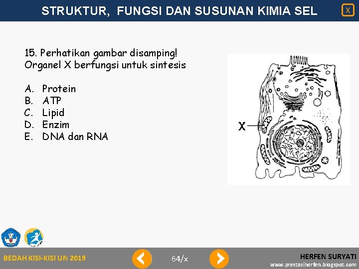 STRUKTUR, FUNGSI DAN SUSUNAN KIMIA SEL X 15. Perhatikan gambar disamping! Organel X berfungsi