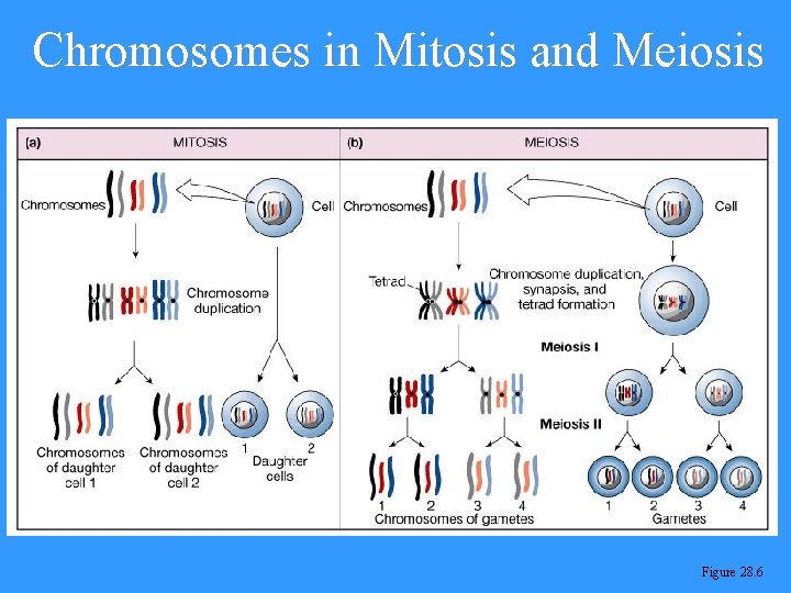 Chromosomes in Mitosis and Meiosis Figure 28. 6 