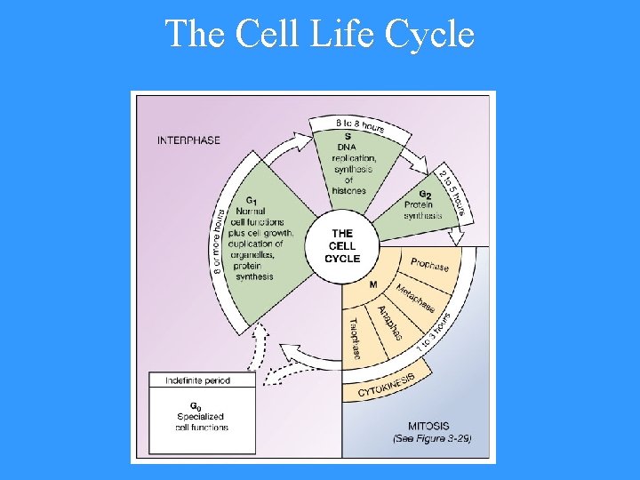 The Cell Life Cycle 