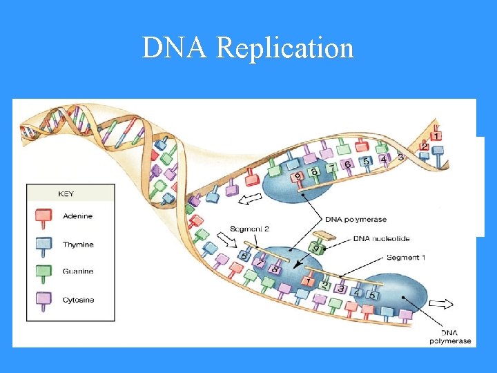 DNA Replication 