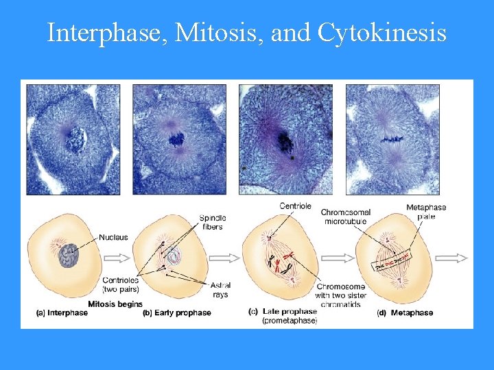 Interphase, Mitosis, and Cytokinesis 