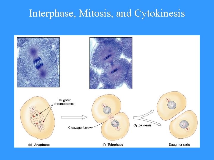 Interphase, Mitosis, and Cytokinesis 