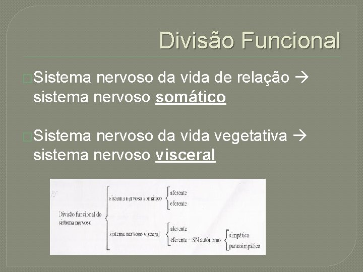 Divisão Funcional �Sistema nervoso da vida de relação sistema nervoso somático �Sistema nervoso da