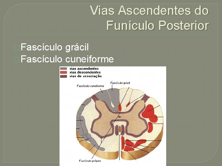 Vias Ascendentes do Funículo Posterior �Fascículo grácil �Fascículo cuneiforme 