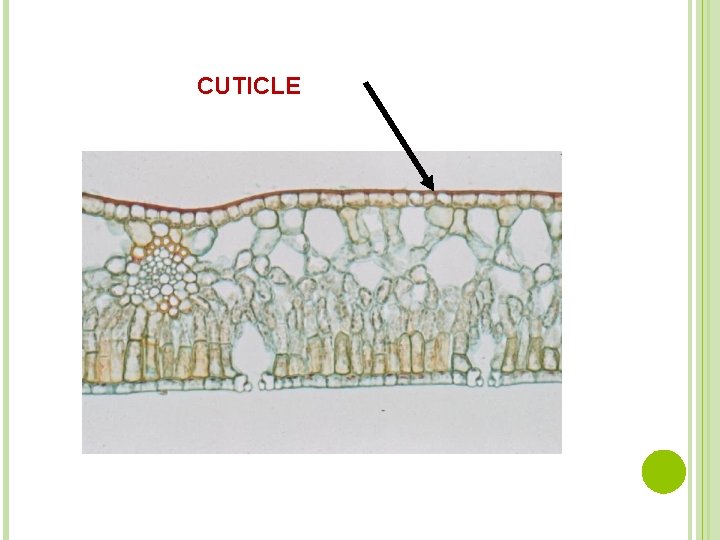 CUTICLE 