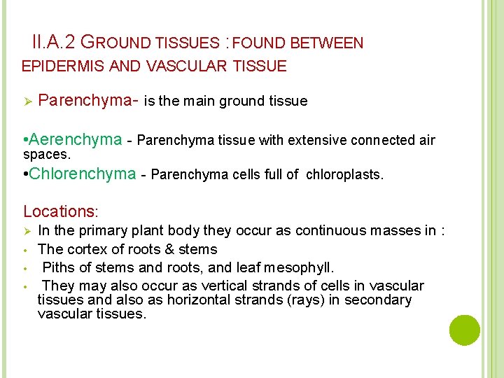 II. A. 2 GROUND TISSUES : FOUND BETWEEN EPIDERMIS AND VASCULAR TISSUE Ø Parenchyma-