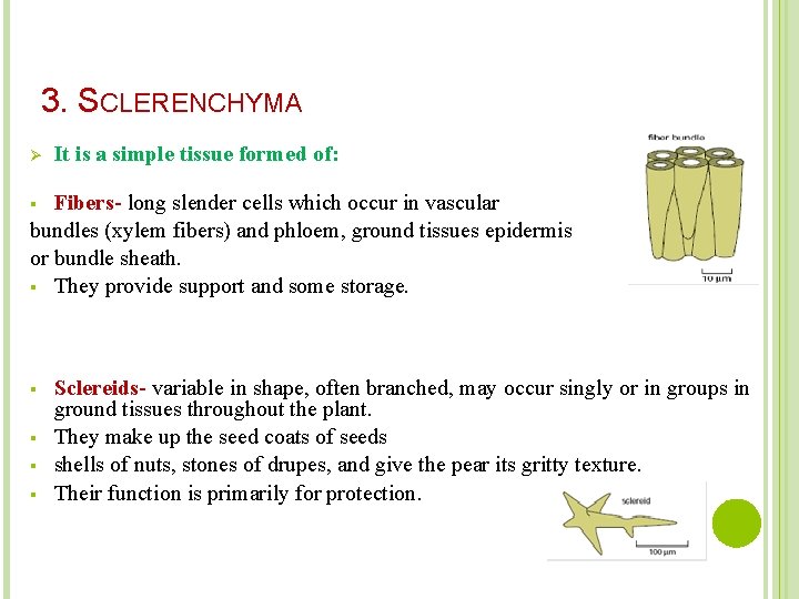 3. SCLERENCHYMA Ø It is a simple tissue formed of: Fibers- long slender cells