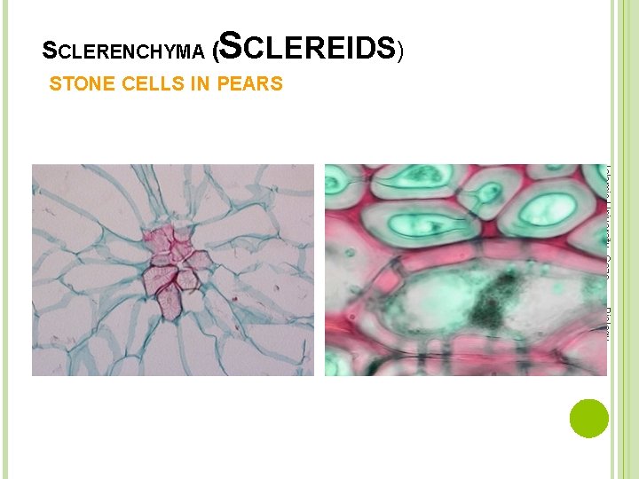 SCLERENCHYMA (SCLEREIDS) STONE CELLS IN PEARS Islamic University -Gaza Department Biology 