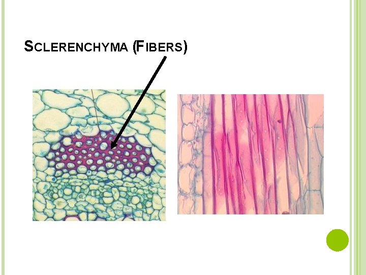 SCLERENCHYMA (FIBERS) 