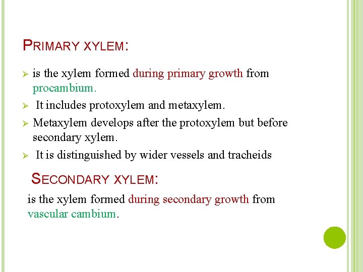 PRIMARY XYLEM: Ø Ø is the xylem formed during primary growth from procambium. It