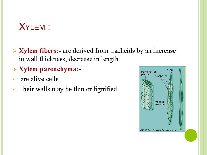 XYLEM : Ø Ø § § Xylem fibers: - are derived from tracheids by