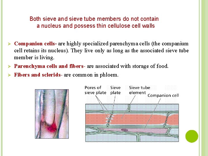 Both sieve and sieve tube members do not contain a nucleus and possess thin