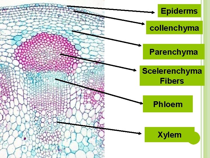 Epiderms collenchyma Parenchyma Scelerenchyma Fibers Phloem Xylem 