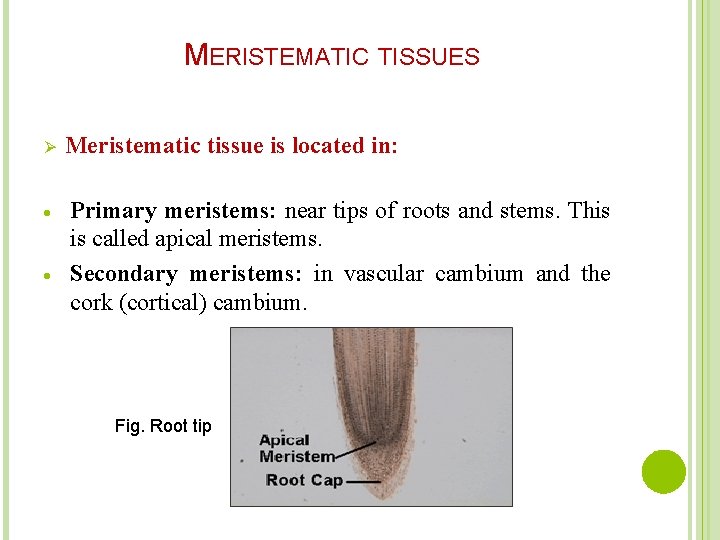 MERISTEMATIC TISSUES Ø Meristematic tissue is located in: Primary meristems: near tips of roots