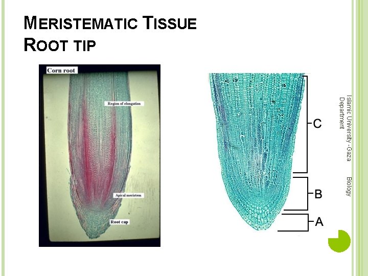 MERISTEMATIC TISSUE ROOT TIP Islamic University -Gaza Department Biology 