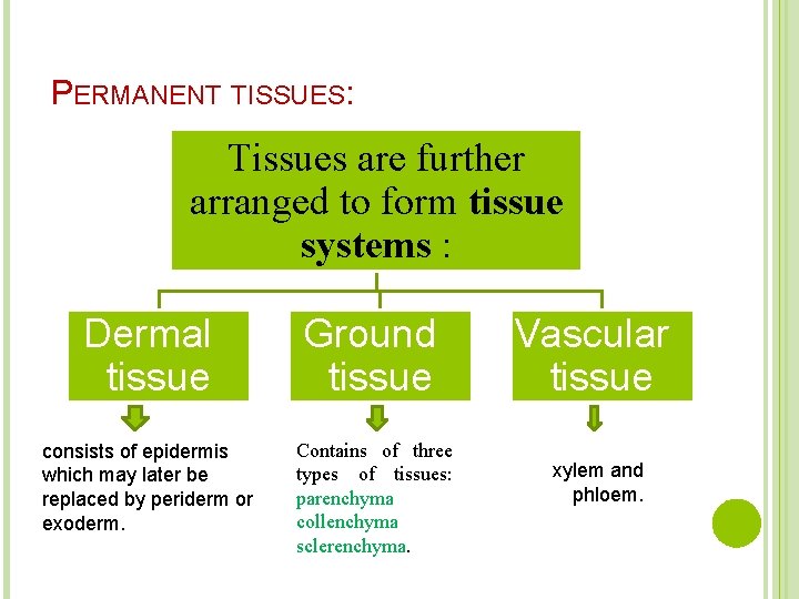 PERMANENT TISSUES: Tissues are further arranged to form tissue systems : Dermal tissue consists