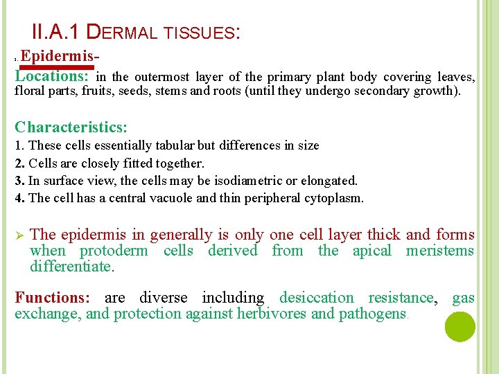 II. A. 1 DERMAL TISSUES: Epidermis. Locations: in the outermost layer of the primary