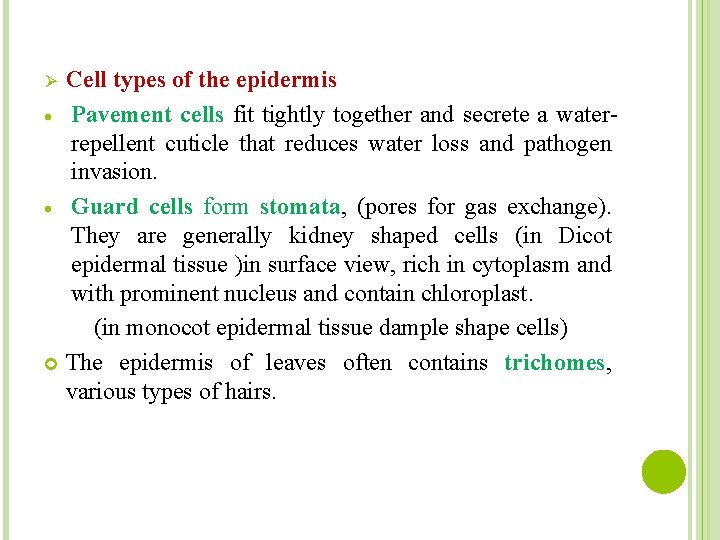 Cell types of the epidermis Pavement cells fit tightly together and secrete a waterrepellent