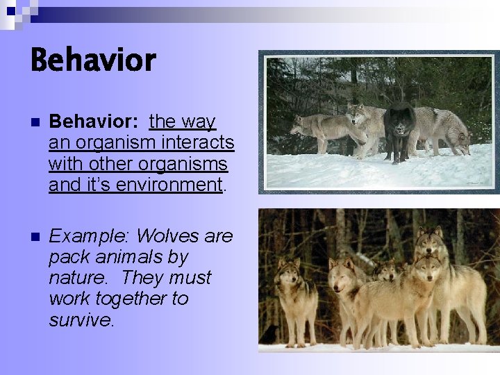 Behavior n Behavior: the way an organism interacts with other organisms and it’s environment.