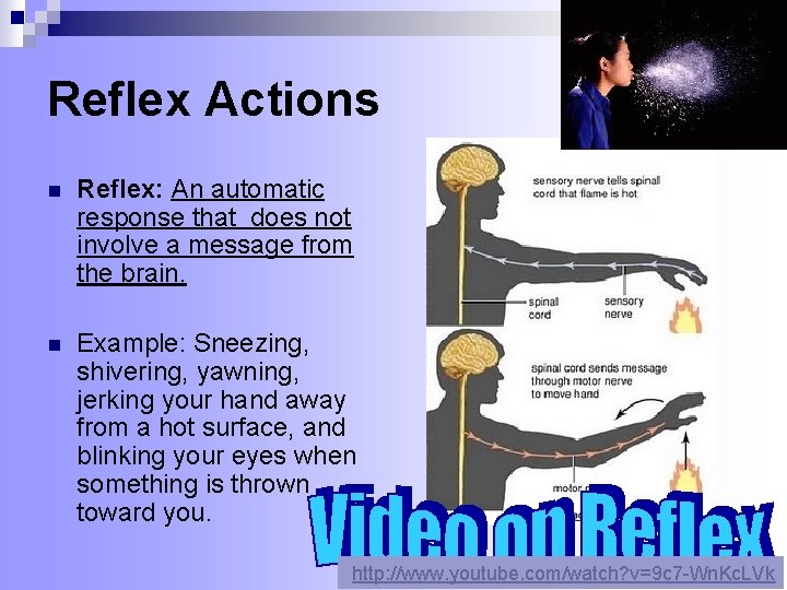 Reflex Actions n Reflex: An automatic response that does not involve a message from